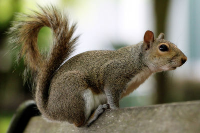 Close-up of squirrel
