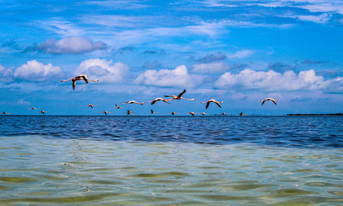 Seagulls flying over sea