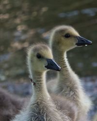 Close-up of swan by lake