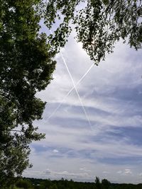 Low angle view of trees against sky