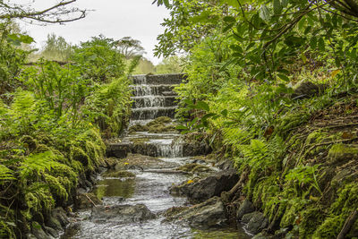 Stream flowing through forest