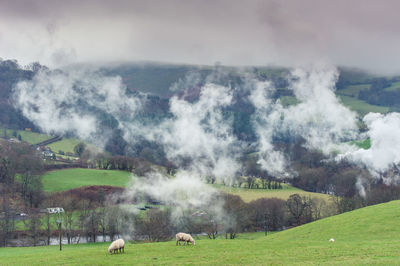 Sheep grazing on grassy field