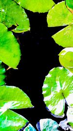 High angle view of leaves floating on water