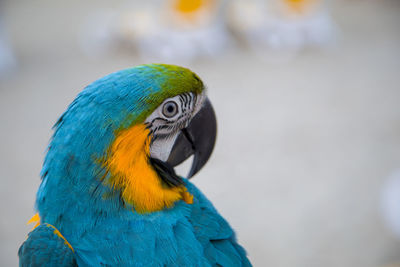 Close-up of a parrot