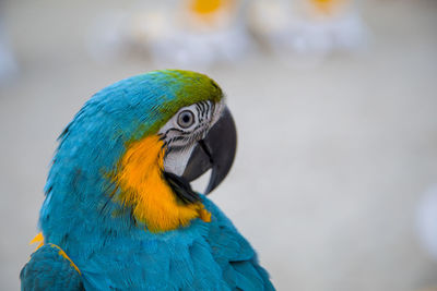 Parrot close up of an blue and yellow ara on the sand beach 