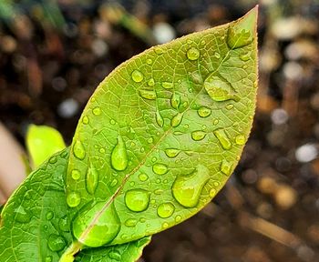 Close-up of raindrops on leaves