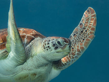 Close-up of turtle swimming in sea