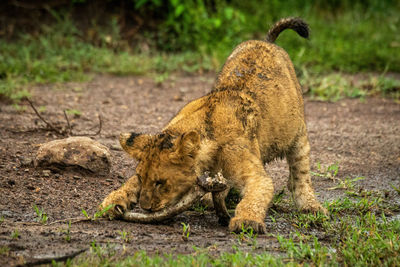 Cat on land