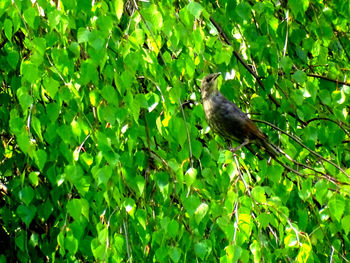 Bird perching on a tree