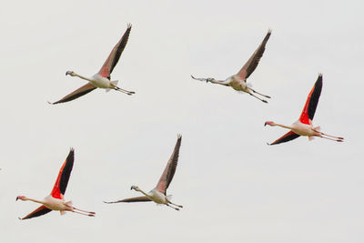 Low angle view of bird flying in sky