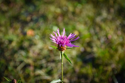 Close-up of purple flower