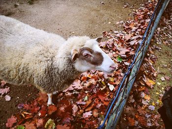 High angle view of dog on field during autumn