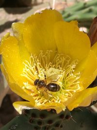 Close-up of yellow flower