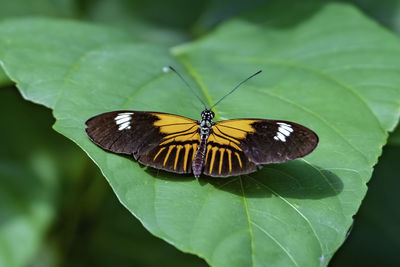 Butterfly on leaf