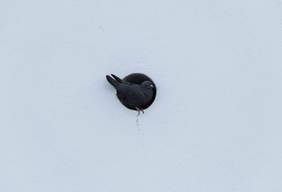 Bird on wall