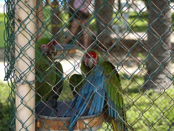 Close-up of birds seen through chainlink fence