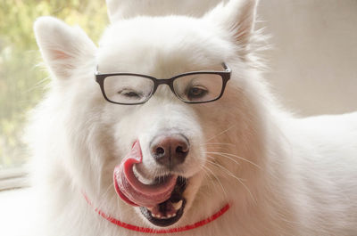 Close-up portrait of a dog