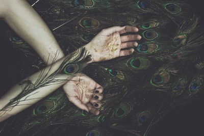 Cropped hands of woman with peacock feathers