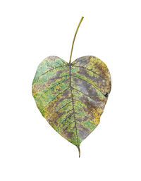 Close-up of leaf against white background