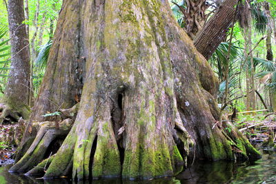 Close-up of tree trunk in forest