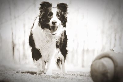 Dog on field