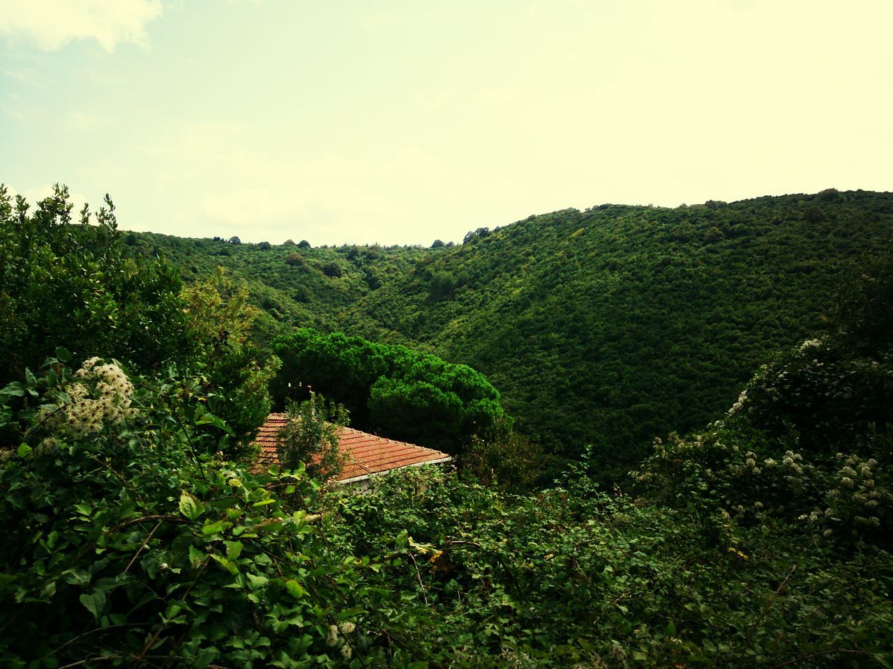 tranquil scene, green color, tranquility, tree, scenics, grass, mountain, landscape, beauty in nature, growth, nature, lush foliage, clear sky, sky, green, non-urban scene, field, plant, idyllic, hill