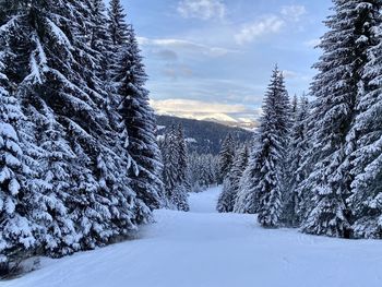 Snow covered pine trees in forest against sky