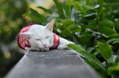 Close-up of a white cat portrait