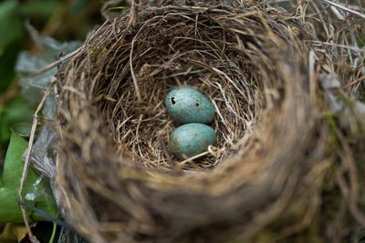 High angle view of bird in nest