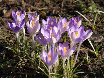 Close-up of purple crocus flowers on field