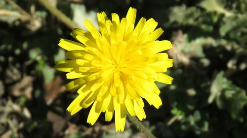 Close-up of yellow flower