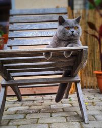 Cat sitting on bench