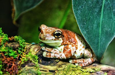 Portrait of frog