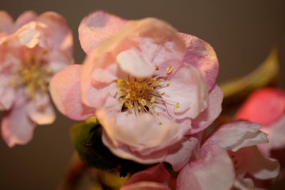 Close-up of pink flower