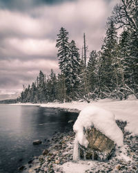 Dog on lake against sky during sunset