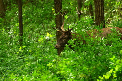 View of a deer under a tree