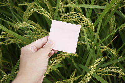 Close-up of hand holding paper