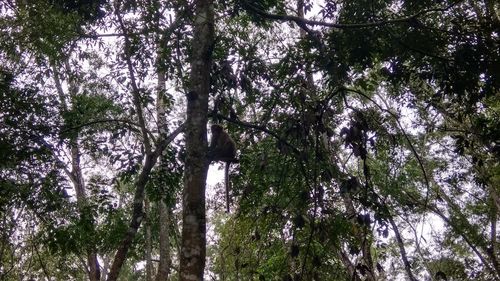 Low angle view of trees in forest