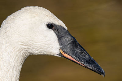 Close-up of swan