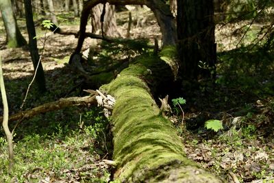 Trees growing in forest