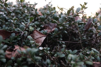 Close-up of a tree