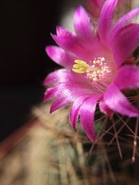 Close-up of pink flowers