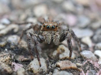 Close-up of spider on rock