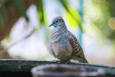 Close-up of bird perching on wood