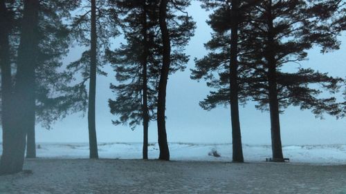 Trees in forest against sky