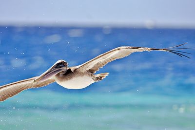 Pelican gliding along