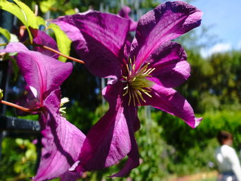 Close-up of pink flowering plant