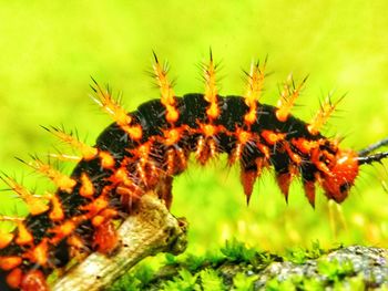 Close-up of insect on plant