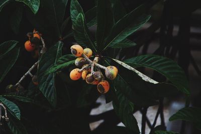 Close-up of fruits growing on tree