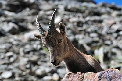 Close-up of deer on land